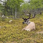 Hébergement de vacances Seitapolku 12